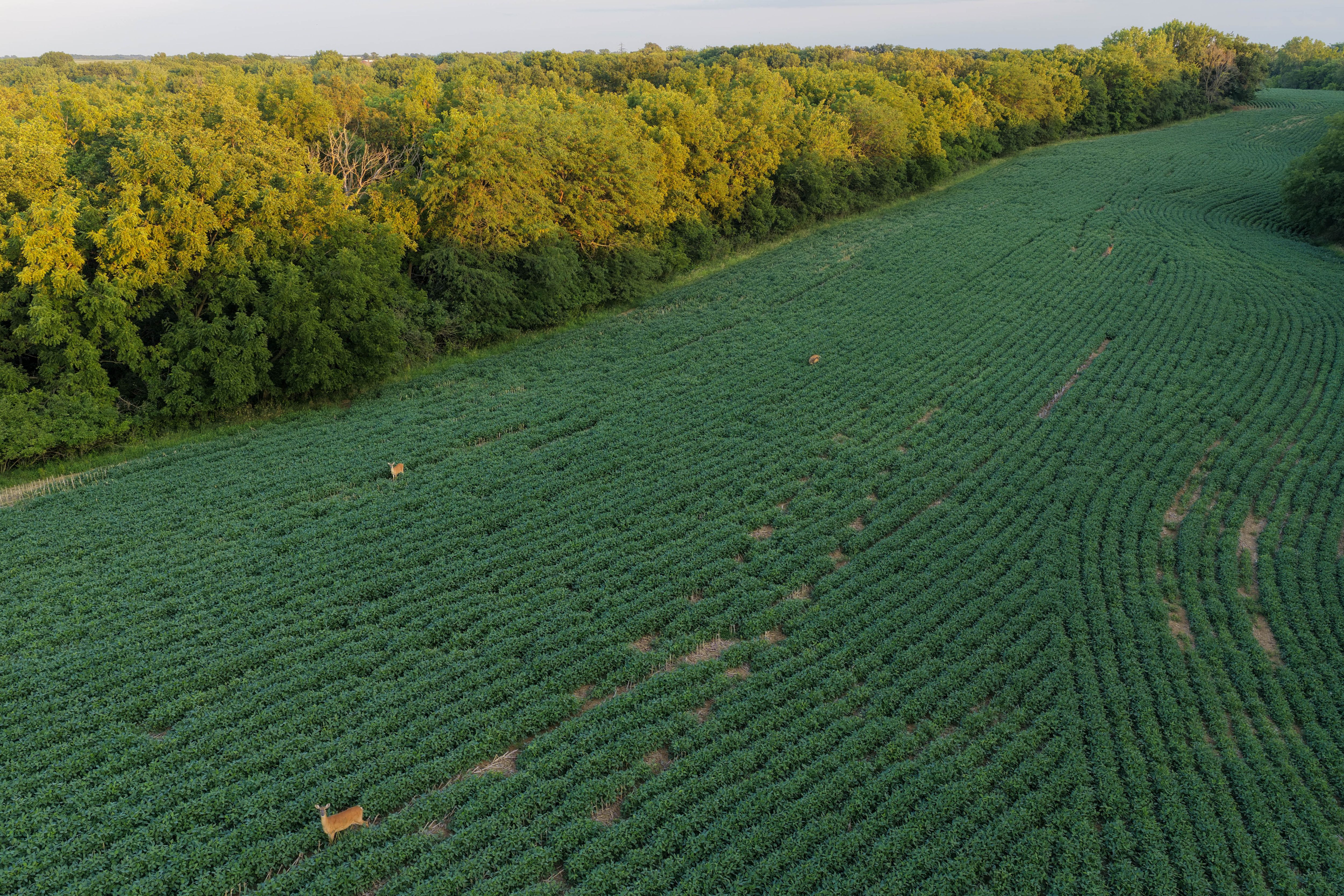 Listing Photo: Whitetail Hunting Farm Mahaska County Iowa-79